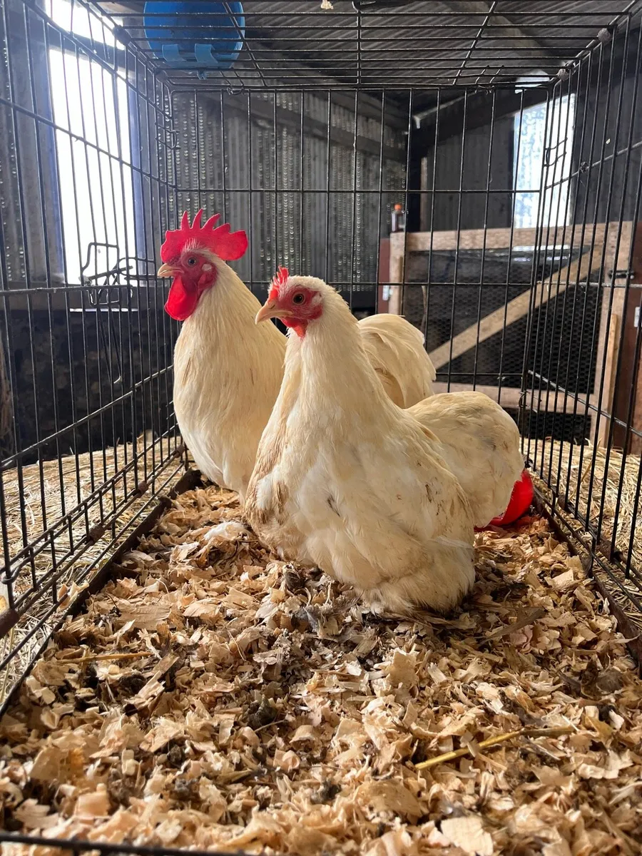 Pekin bantams CLEARANCE - Image 1
