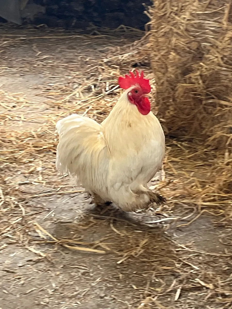 Pekin bantams CLEARANCE - Image 2