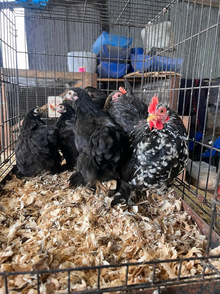 Pekin bantams CLEARANCE - Image 3