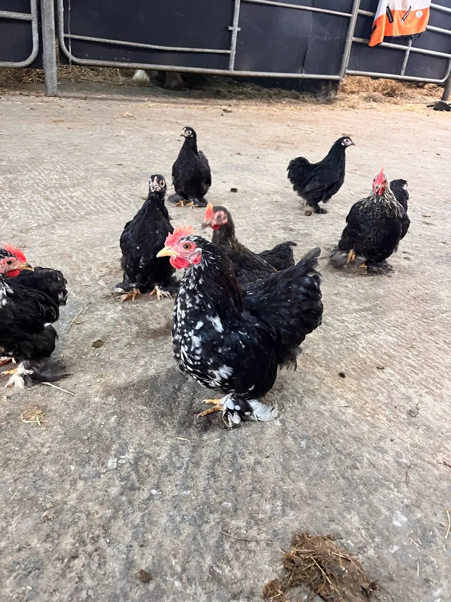 Pekin bantams CLEARANCE - Image 4
