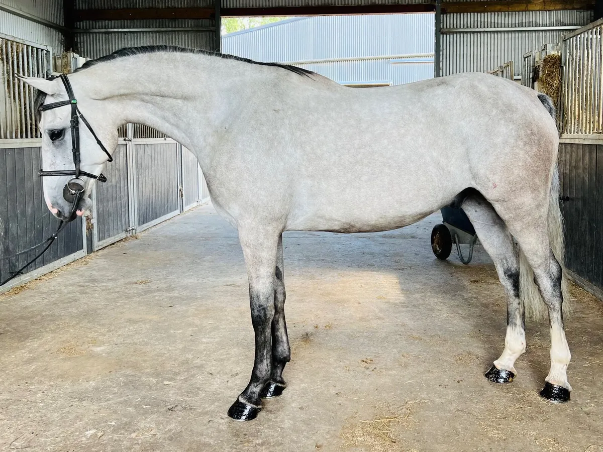 Quality ISH  gelding - Image 1