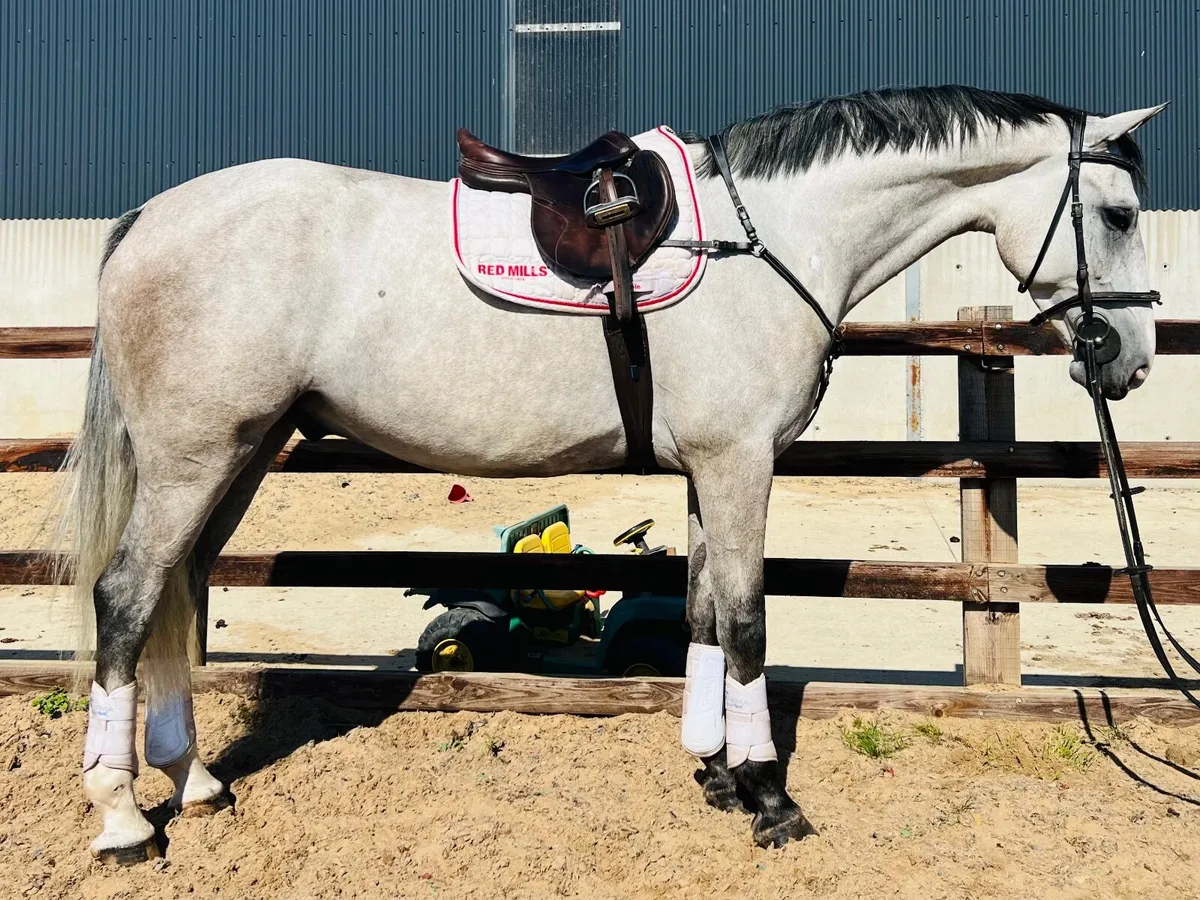 Quality ISH  gelding - Image 3