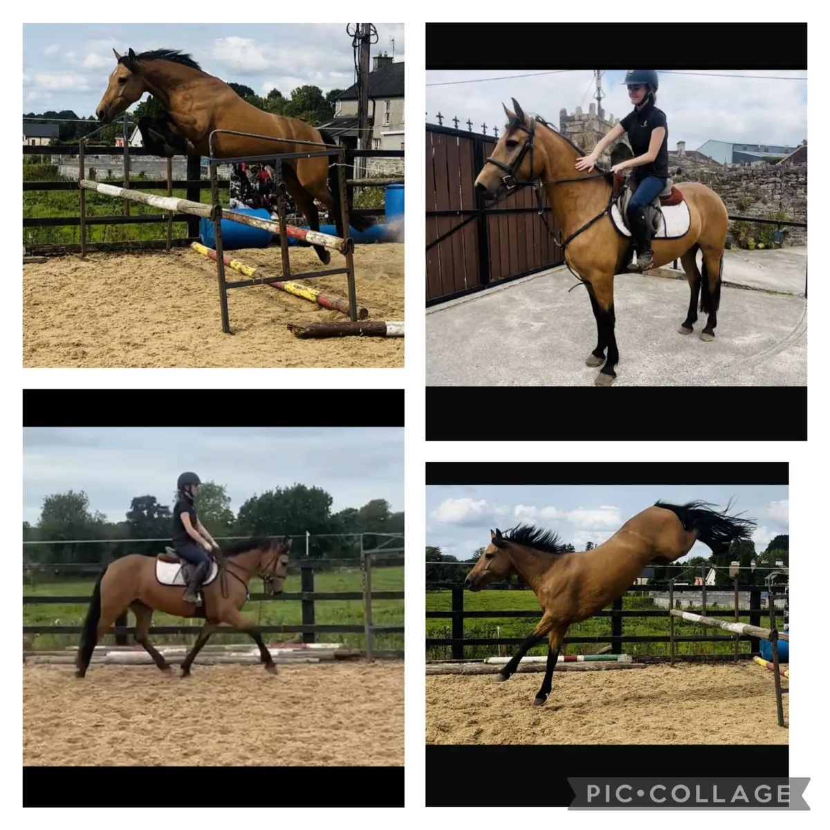 True golden pony