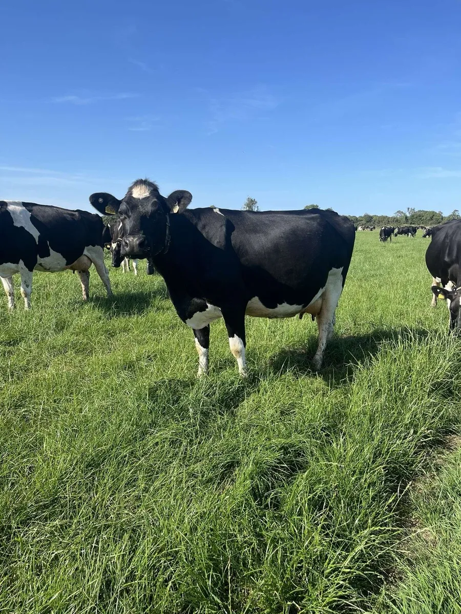 Relief Milker Available
