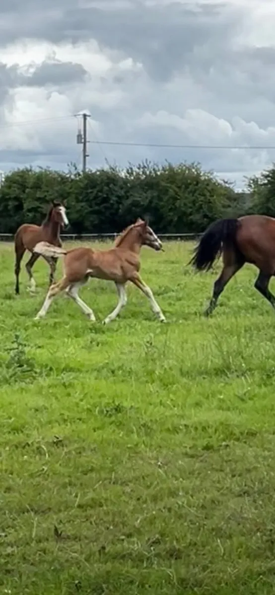 TIH Colt Foal - Image 2