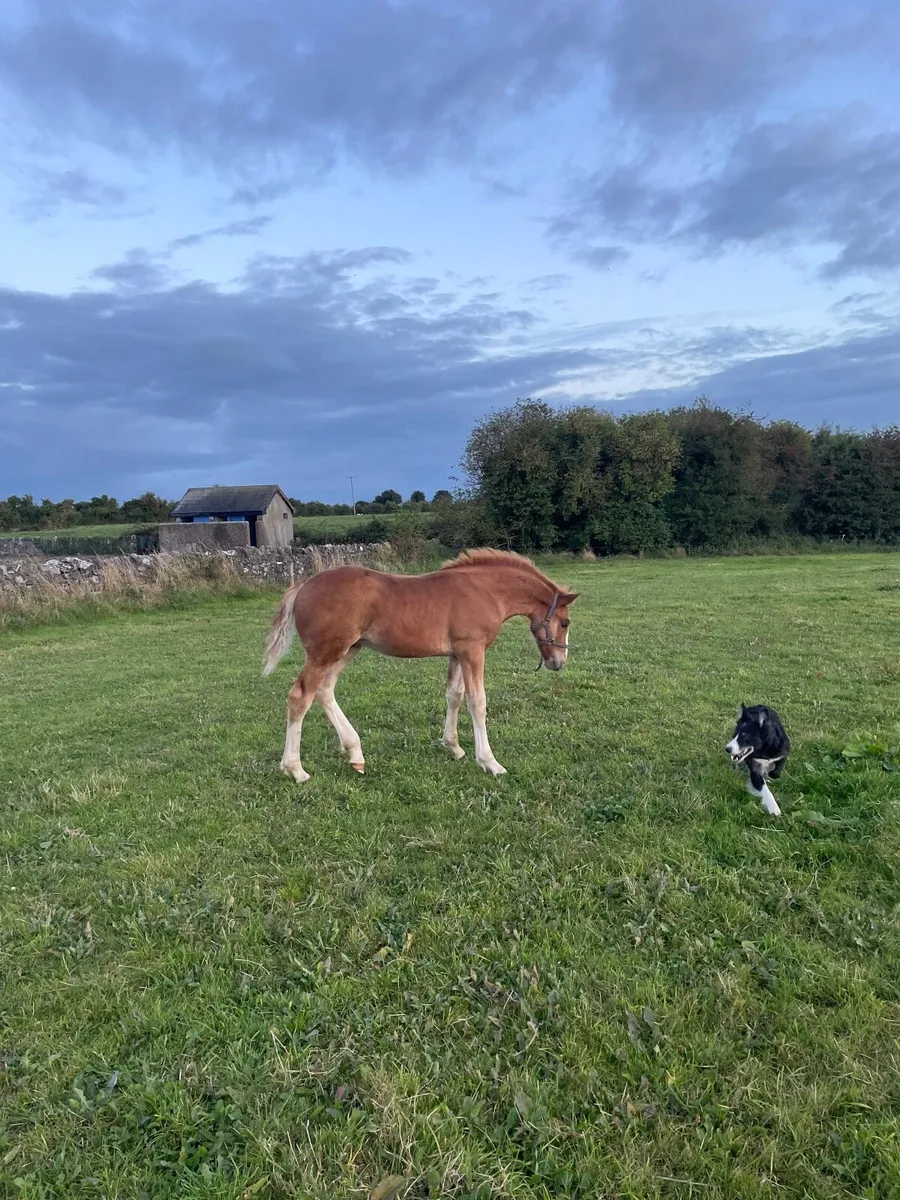 TIH Colt Foal - Image 3