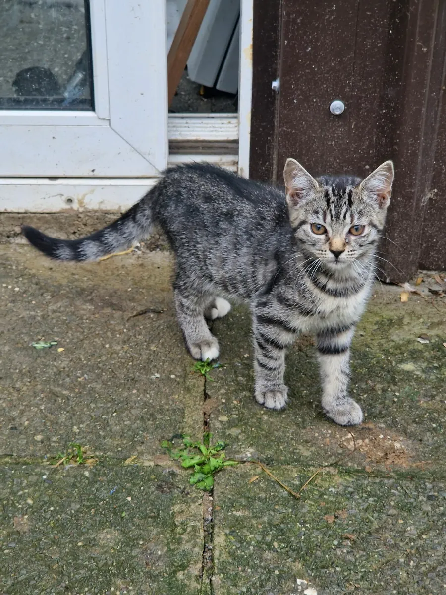 Beautiful Hand-Reared Kittens - Image 1