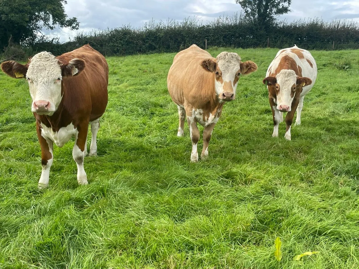 In calf heifers - Image 1