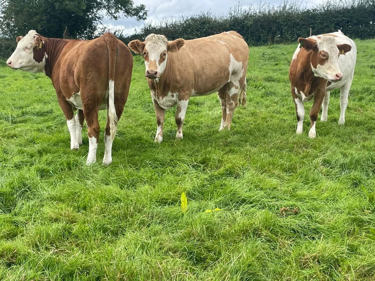 In calf heifers - Image 2