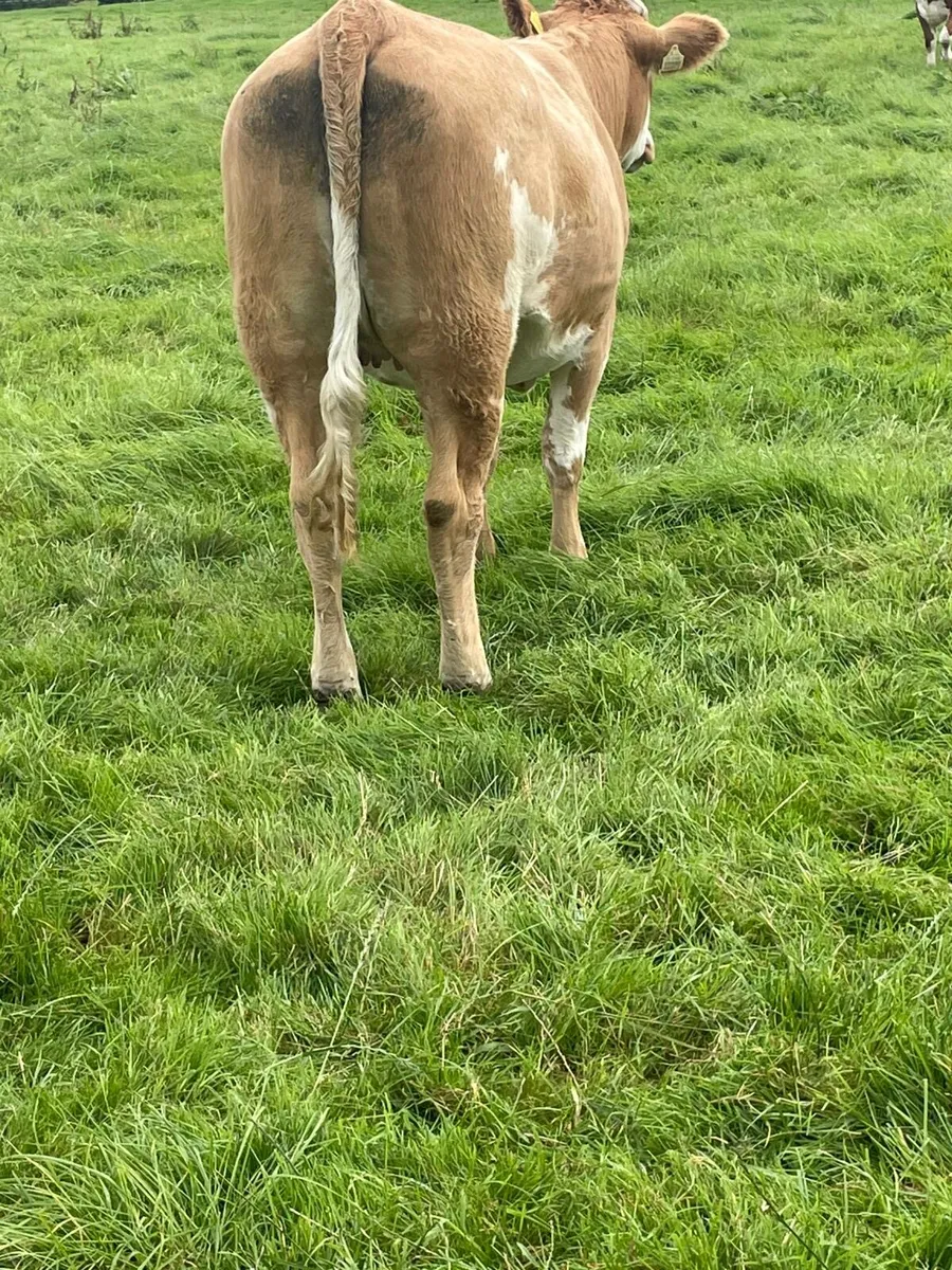 In calf heifers - Image 3