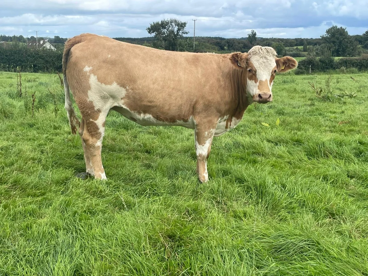 In calf heifers - Image 4