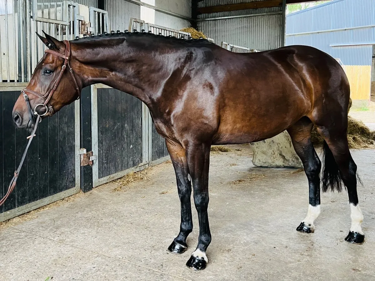 Well bred ISH mare - Image 3
