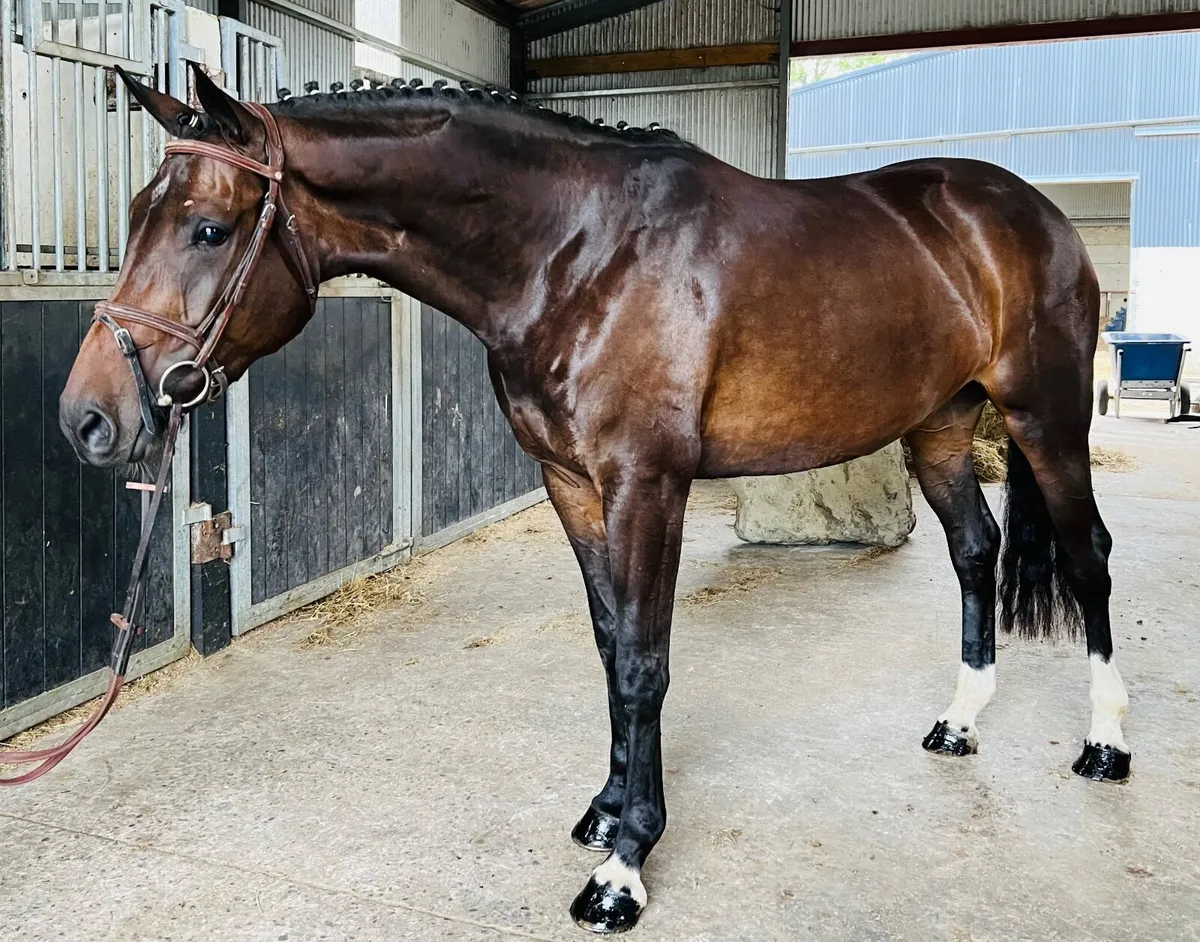 Well bred ISH mare - Image 4