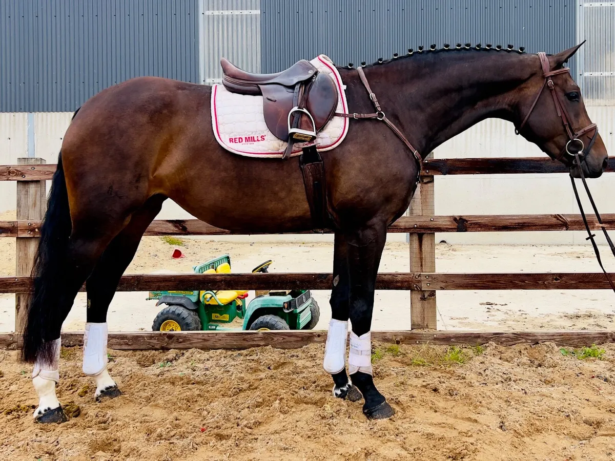Well bred ISH mare - Image 1