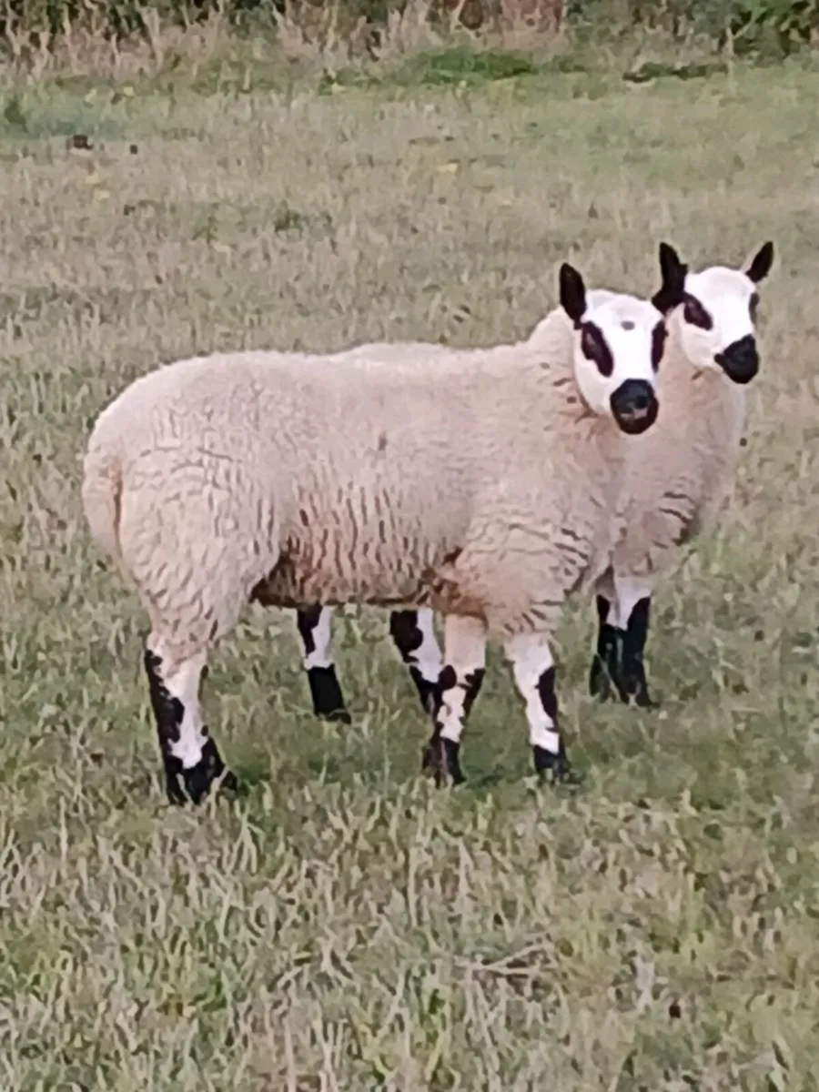 Kerry Hill Ram Lambs - Image 1