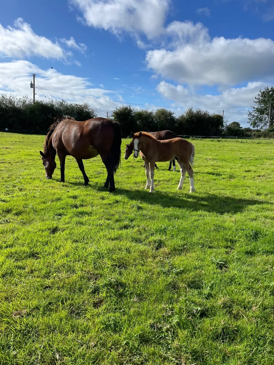 TIH Colt Foal - Image 4
