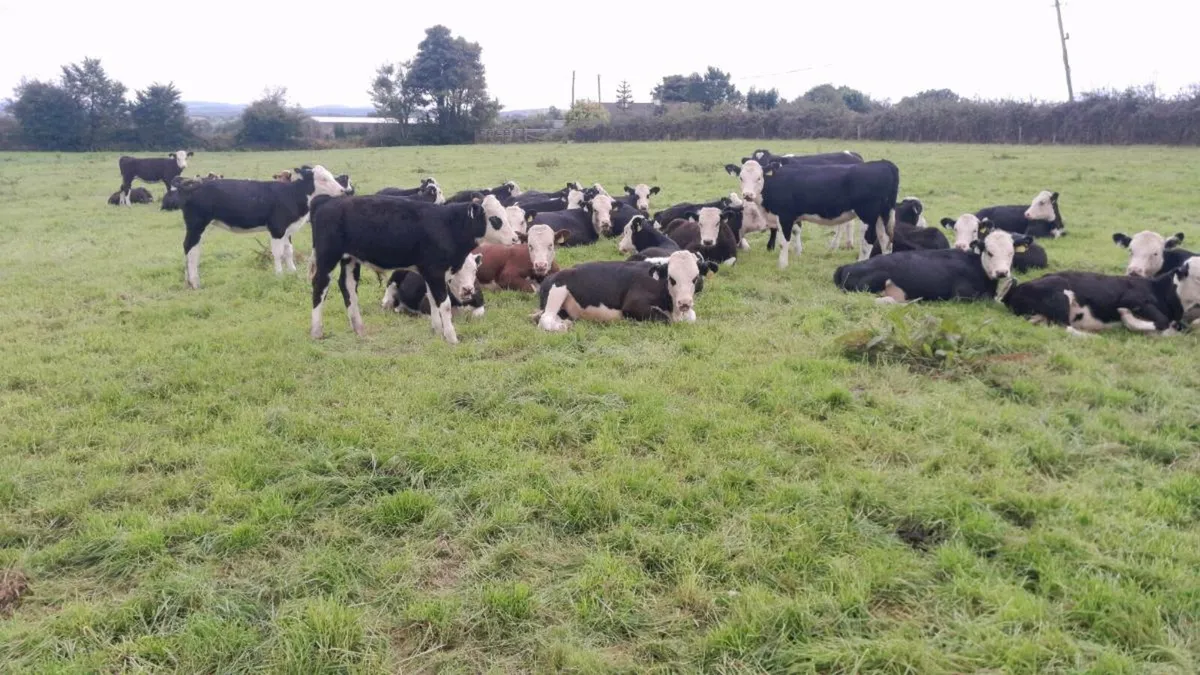 Calves - Image 1