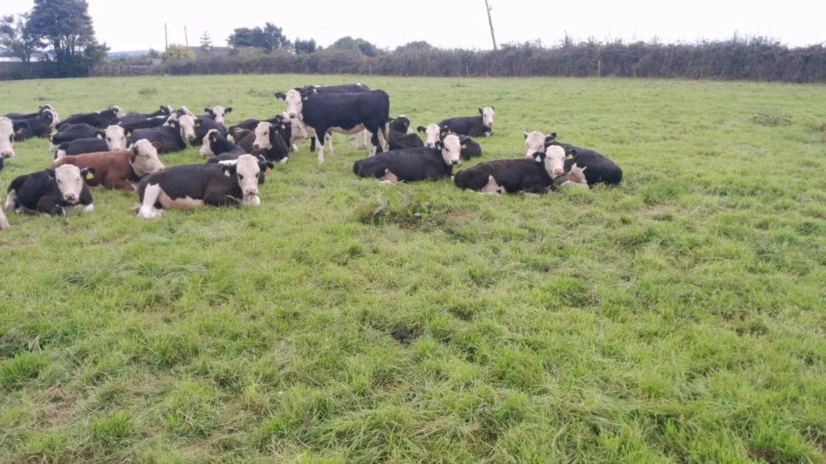 Calves - Image 2