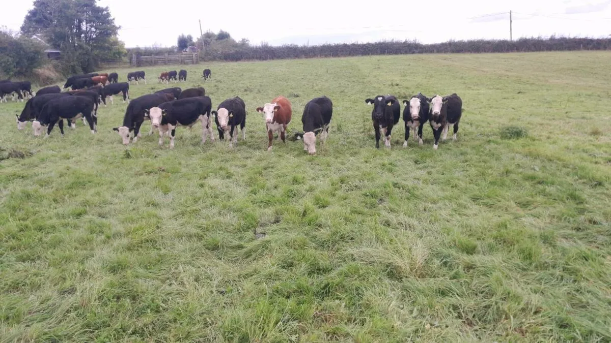 Calves - Image 3