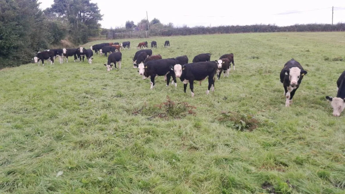 Calves - Image 4