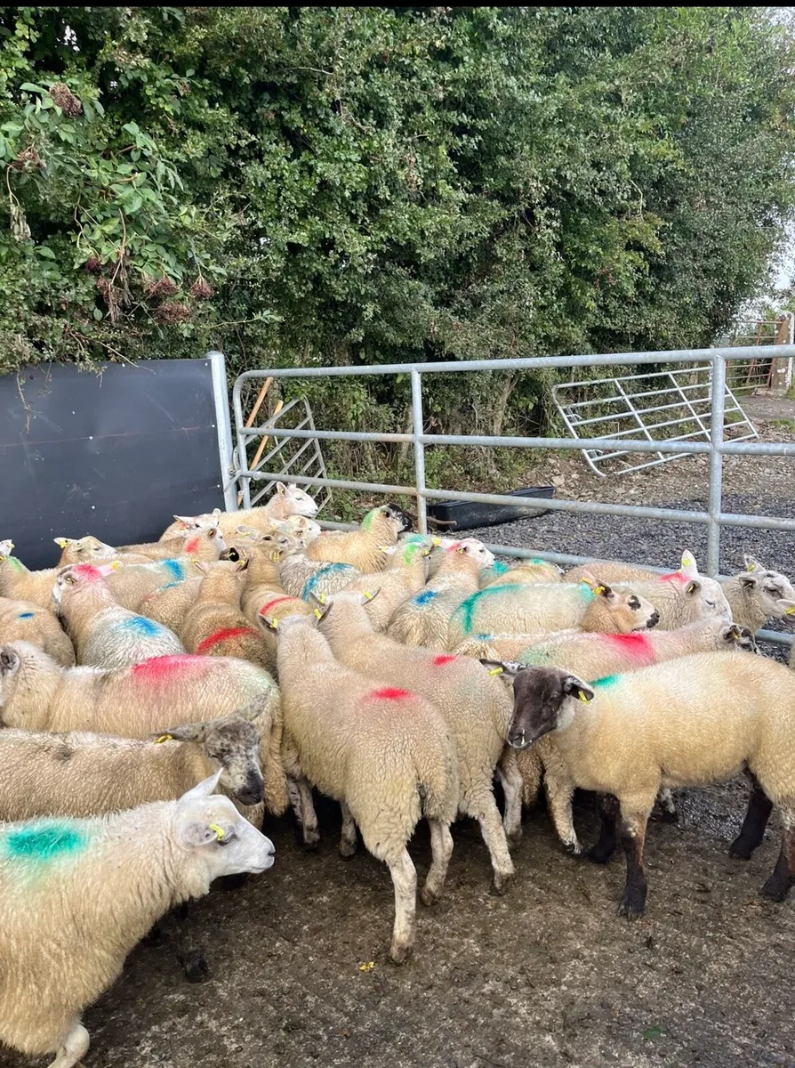 40 smashing ewe lambs - Image 1