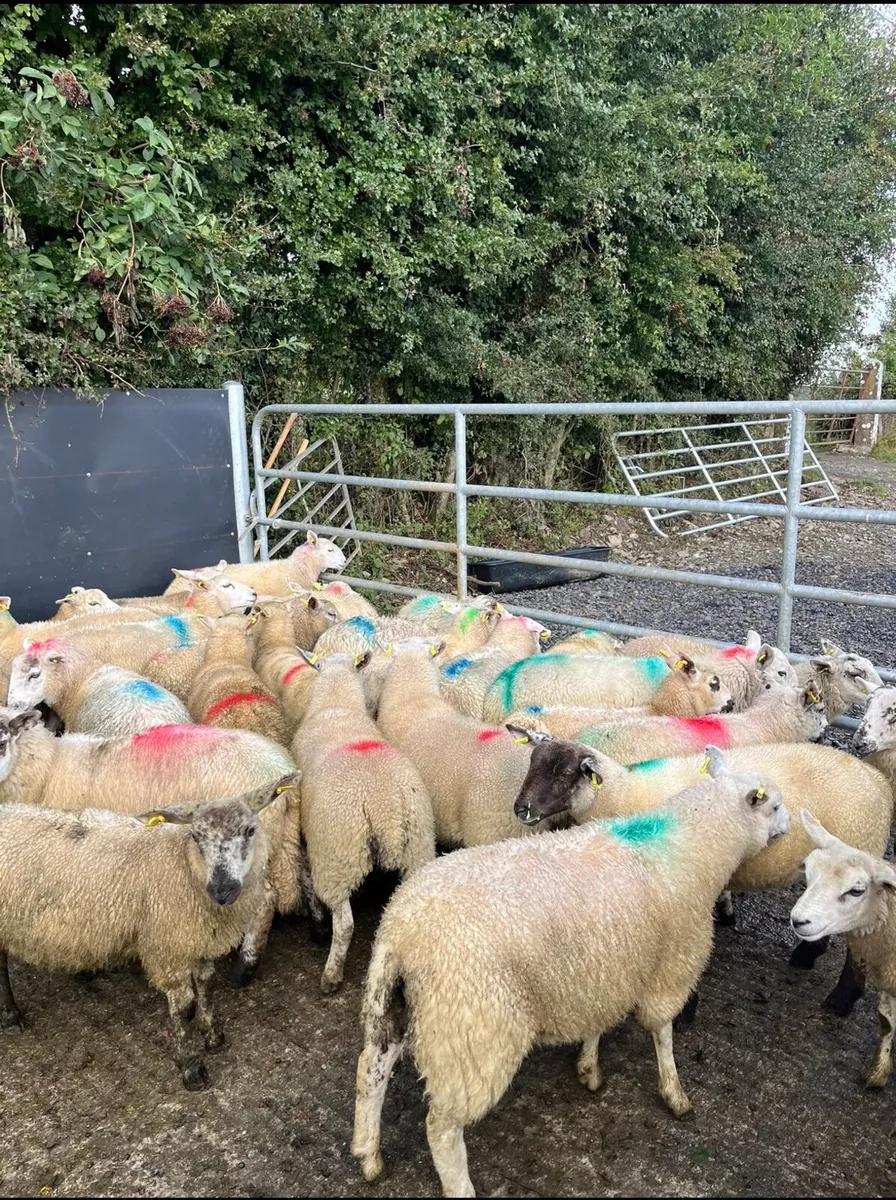 40 smashing ewe lambs - Image 2