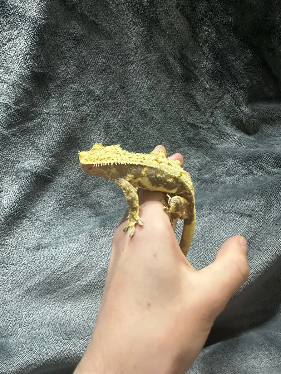 Crested gecko - Image 2