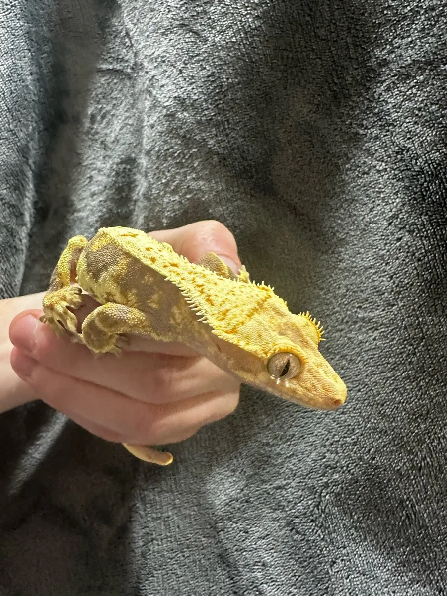 Crested gecko - Image 4