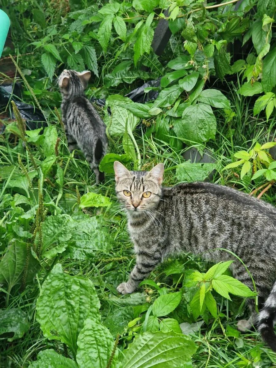 Beautiful Hand-Reared Kittens - Image 4