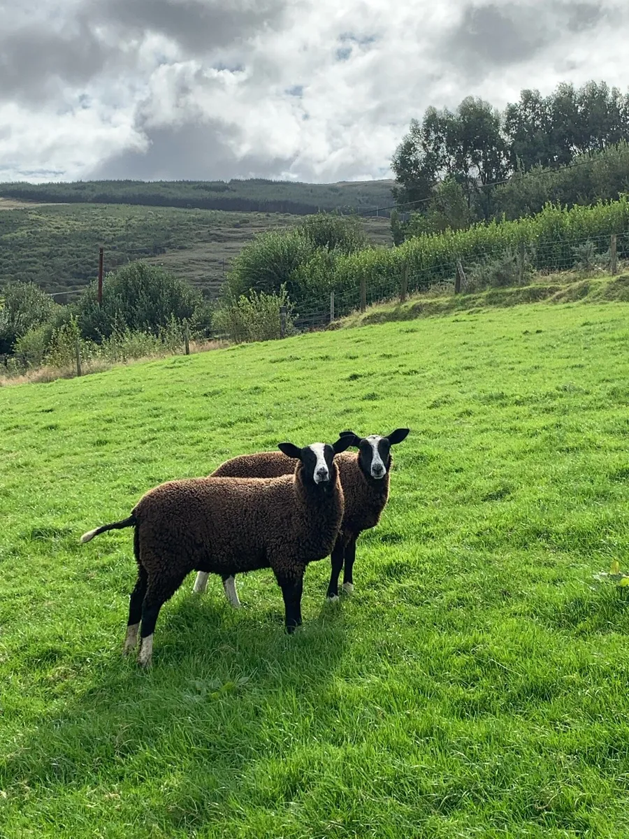 Zwartble Ewe lambs - Image 2