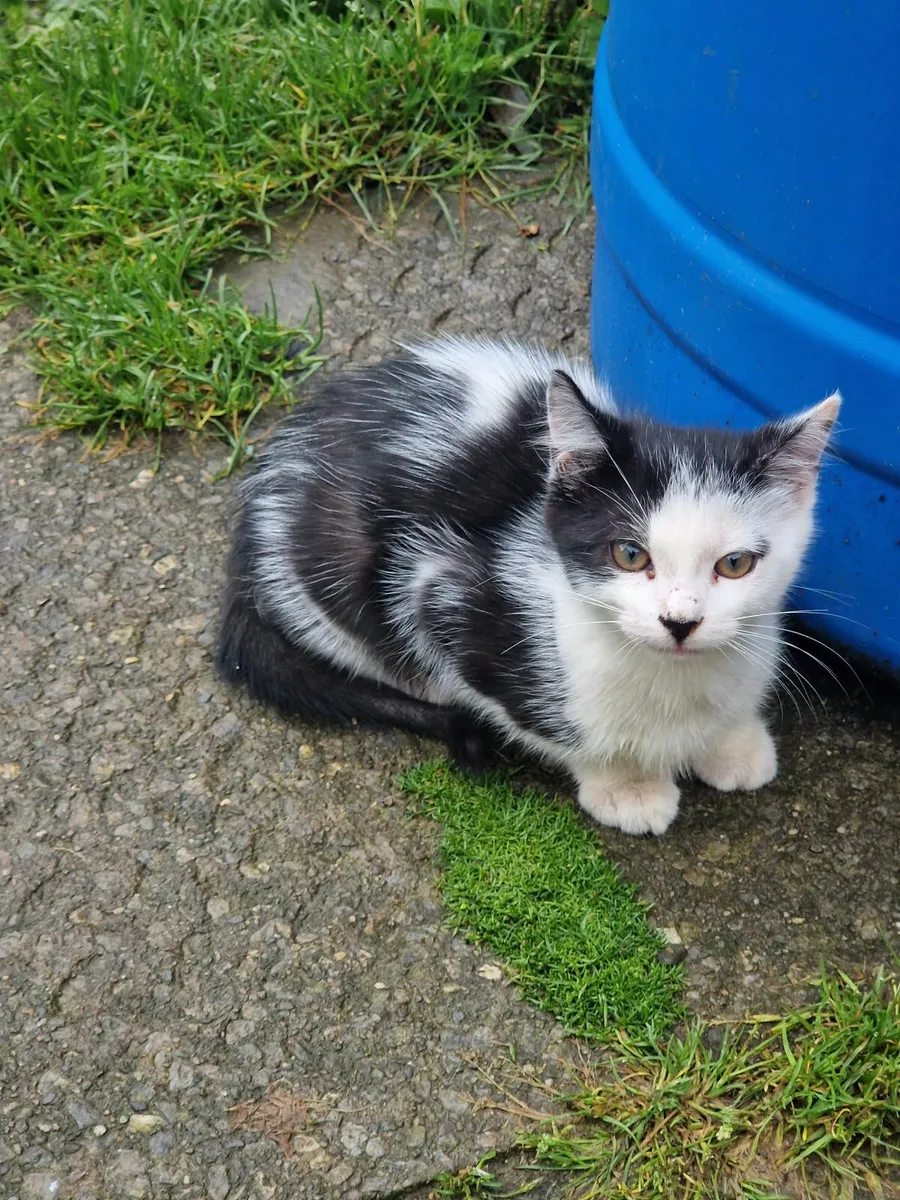 Beautiful Hand-Reared Kittens - Image 4