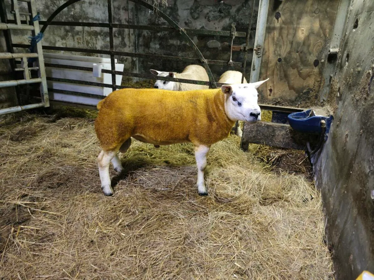 Texel rams for Sale Ballinasloe Thursday - Image 3