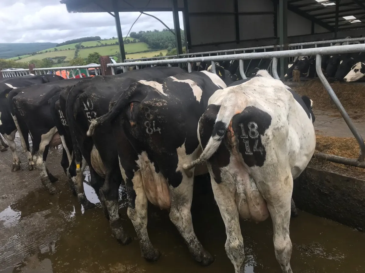 Cows - Image 1