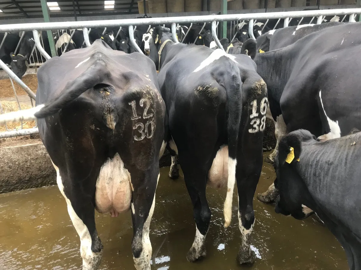 Cows - Image 3