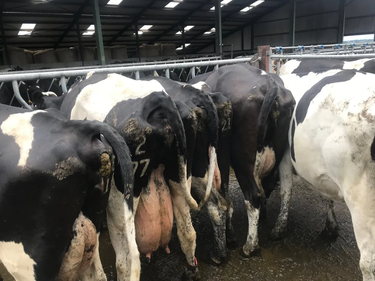 Cows - Image 4