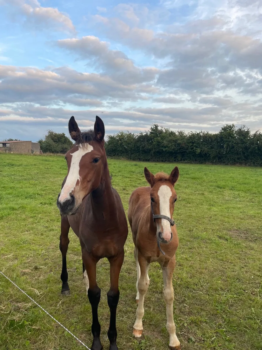 2 TIH foals available - Image 1