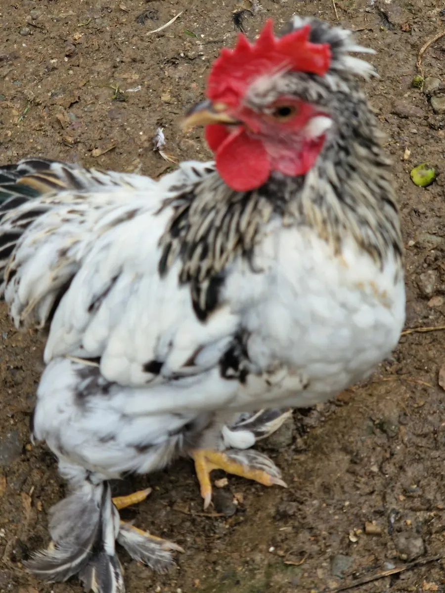 Peckins, booted bantams, eggs - Image 1