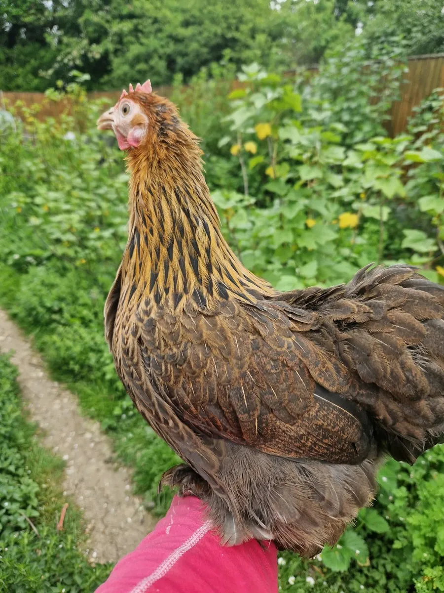 Peckins, booted bantams, eggs - Image 2