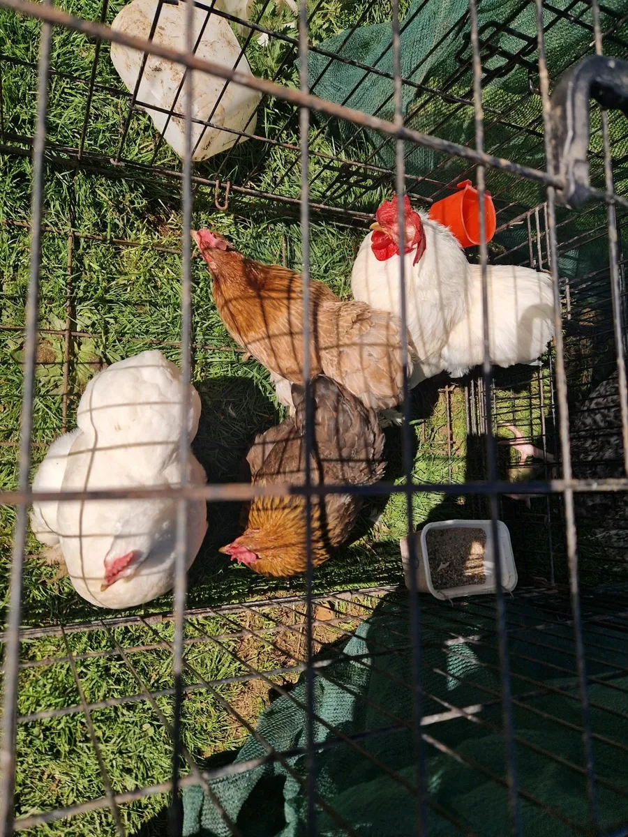 Peckins, booted bantams, eggs - Image 4
