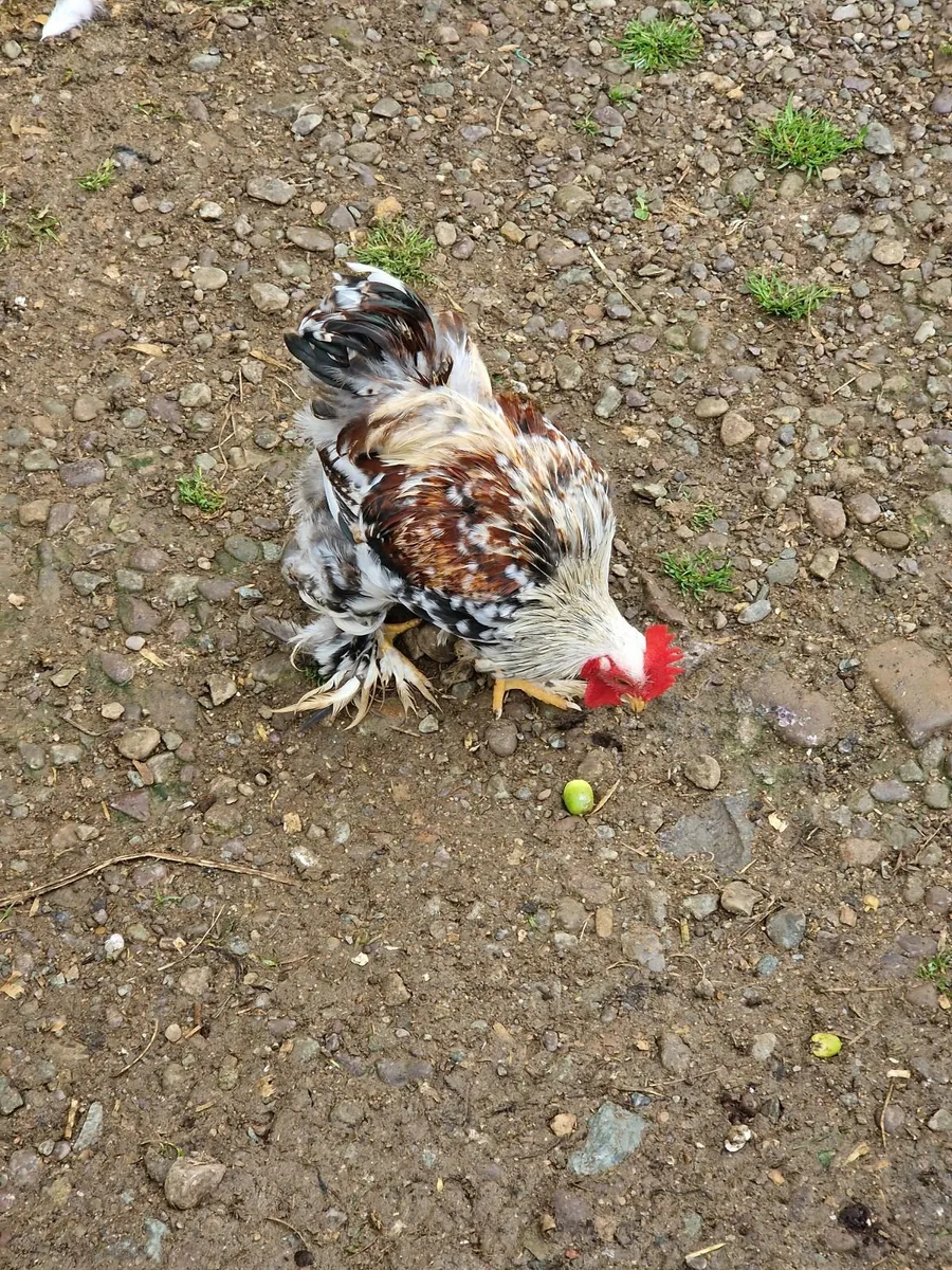 Peckins, booted bantams, eggs - Image 2