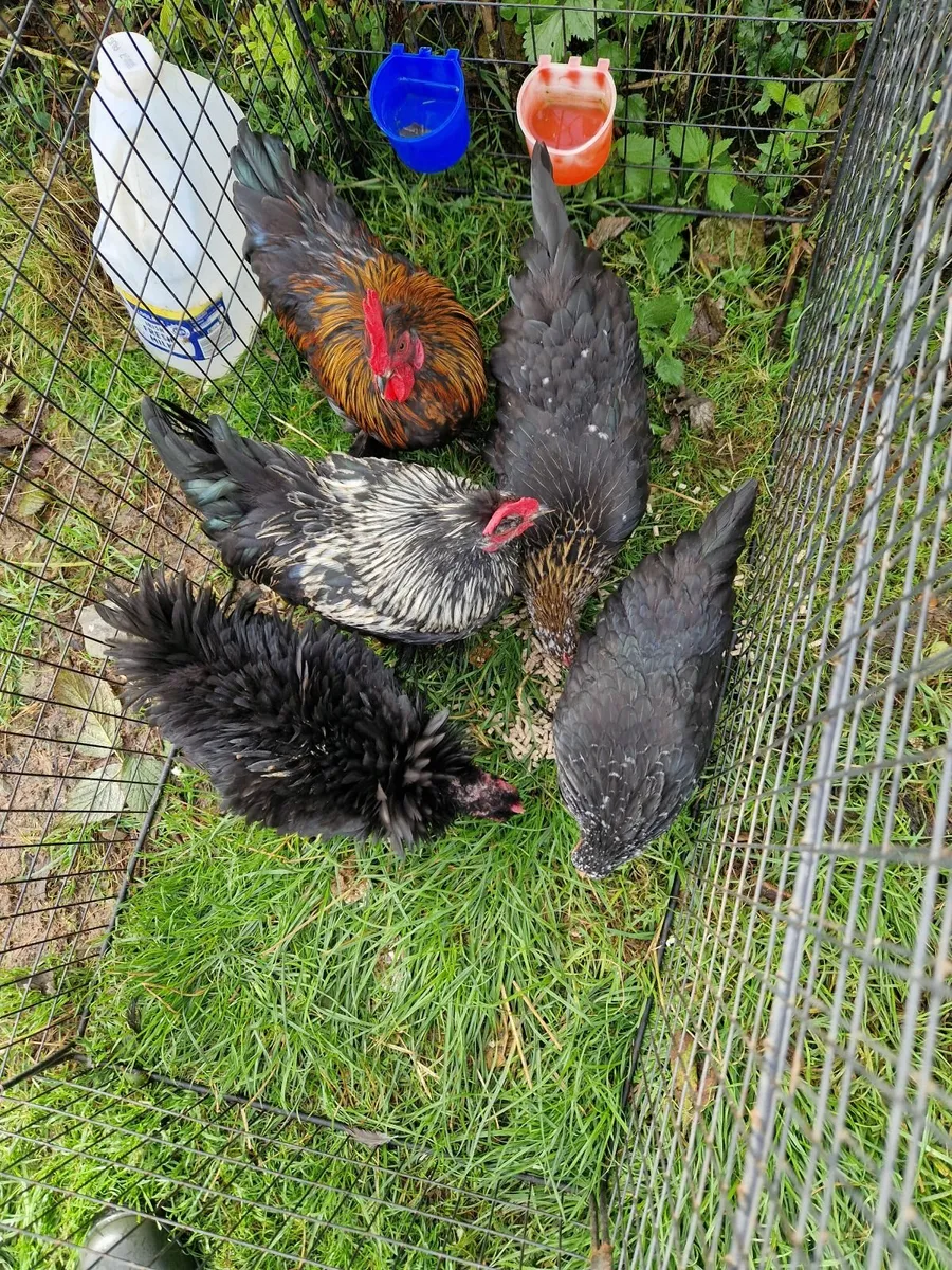Peckins, booted bantams, eggs - Image 3