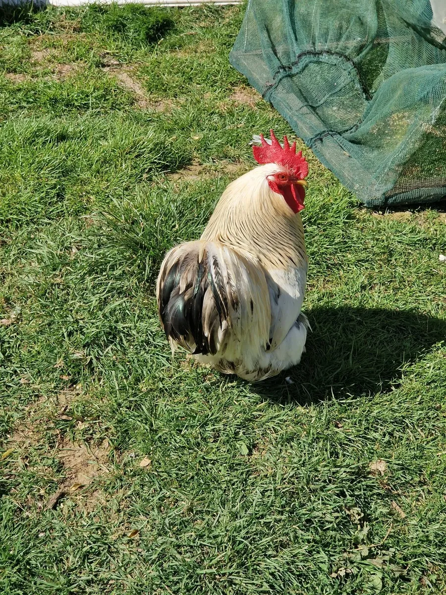 Peckins, booted bantams, eggs - Image 4