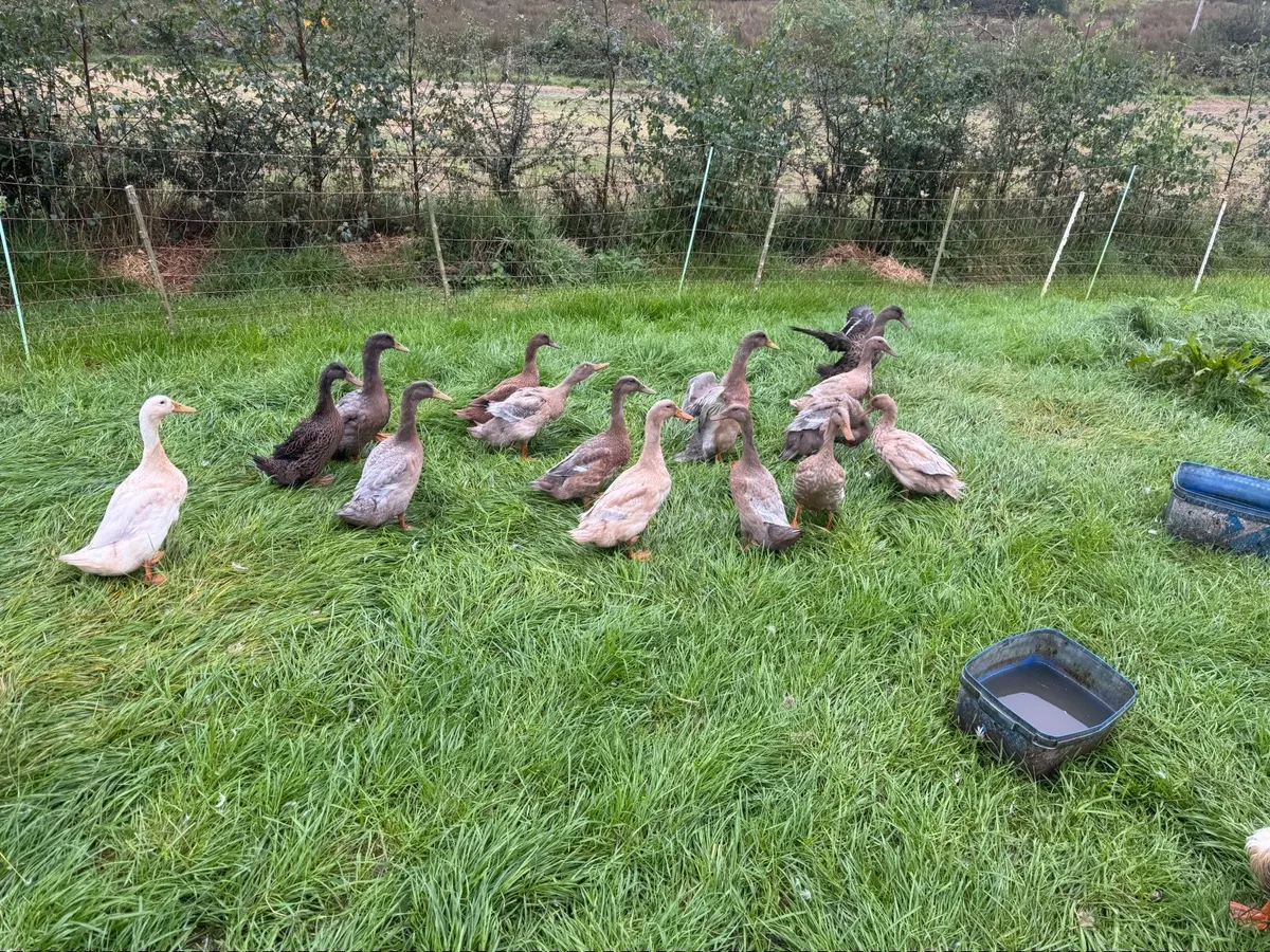 Ducks - Image 1