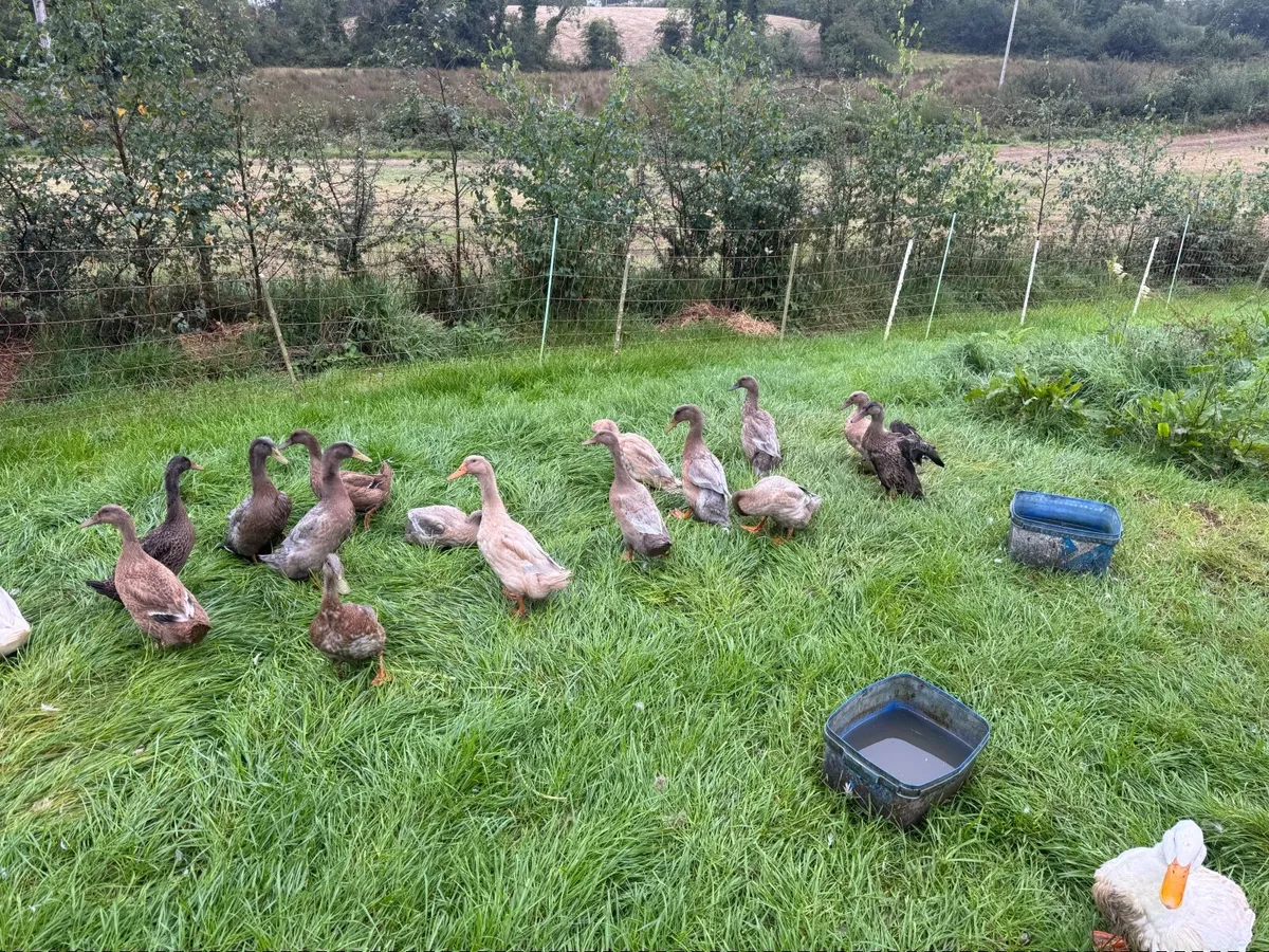 Ducks - Image 2