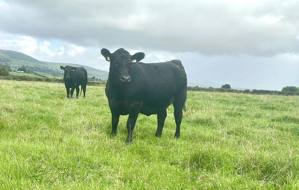 Pedigree Angus Maiden Heifers - Image 2