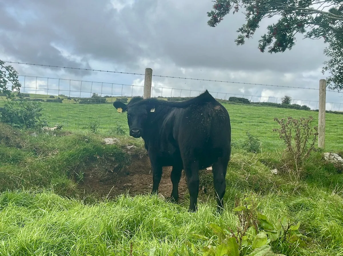 Pedigree Angus Maiden Heifers - Image 3