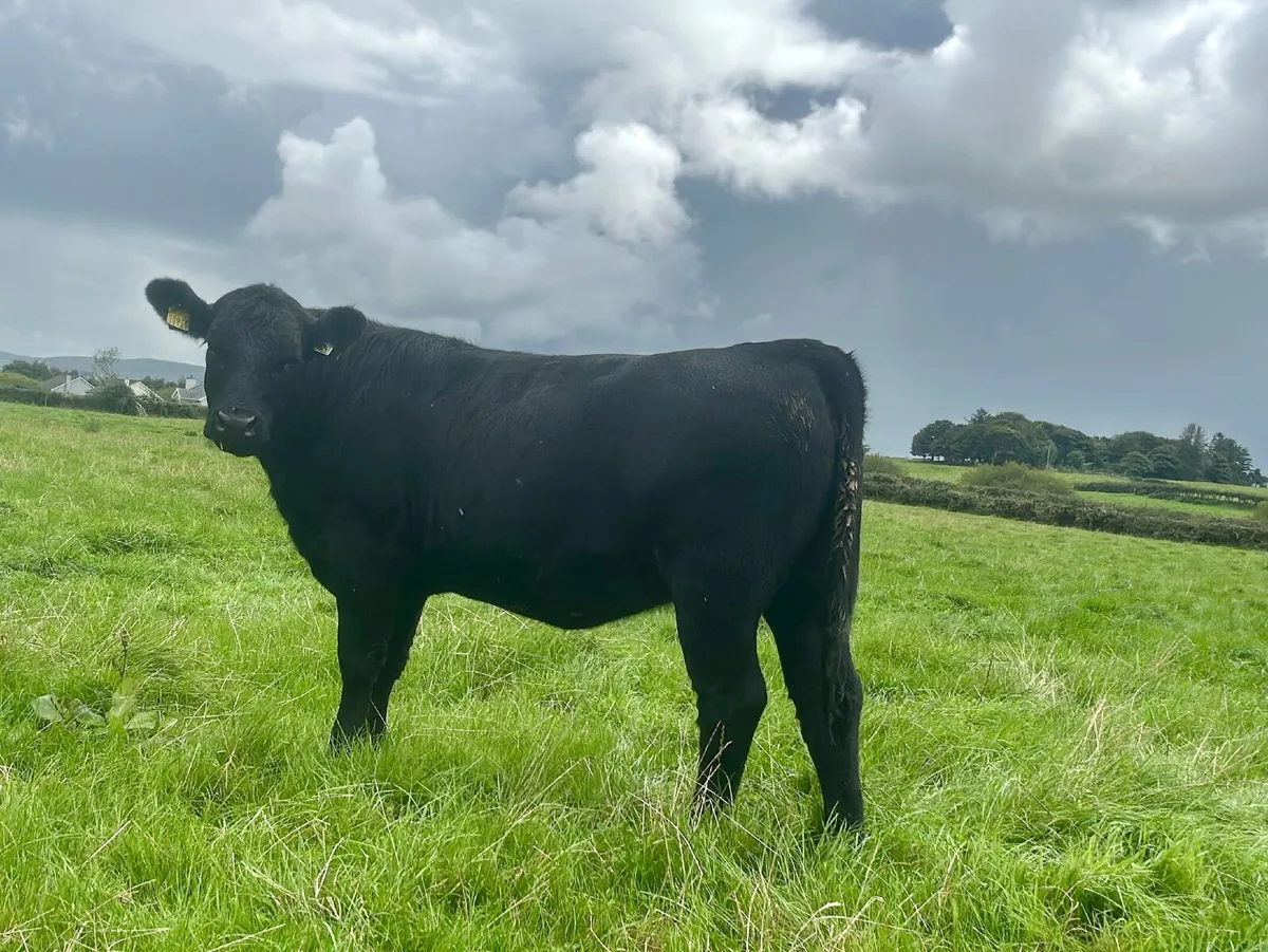 Pedigree Angus Maiden Heifers - Image 4