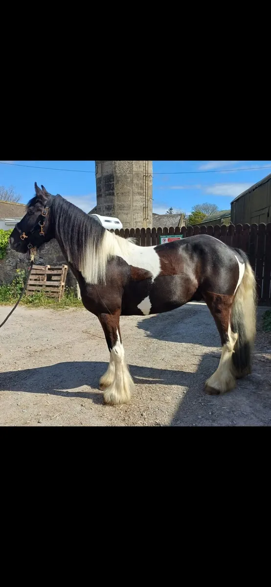Horse - Image 1