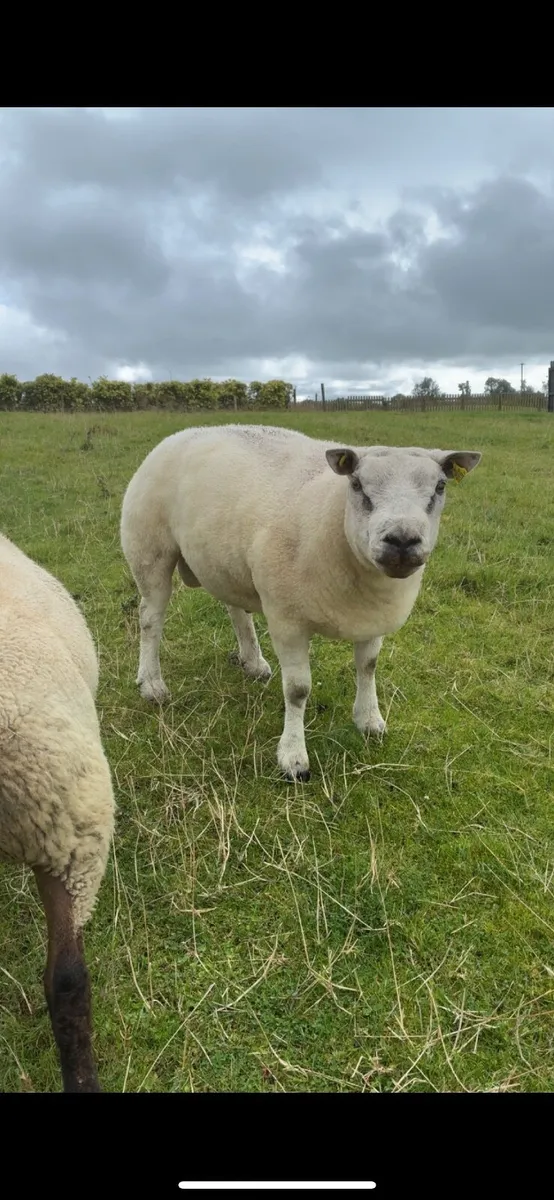 Purebred Beltex| Hogget Ram - Image 2