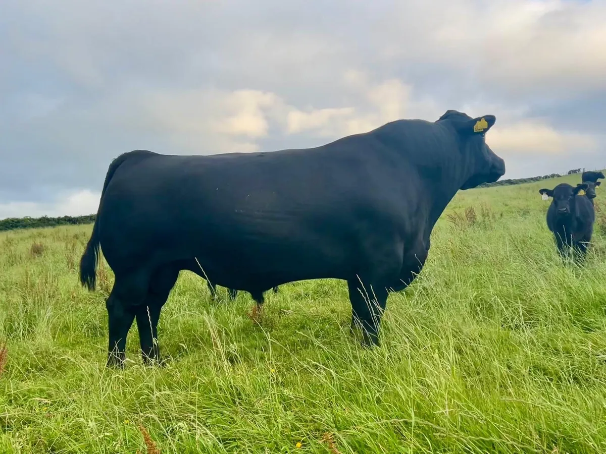 Pedigree Angus Maiden Heifers - Image 1